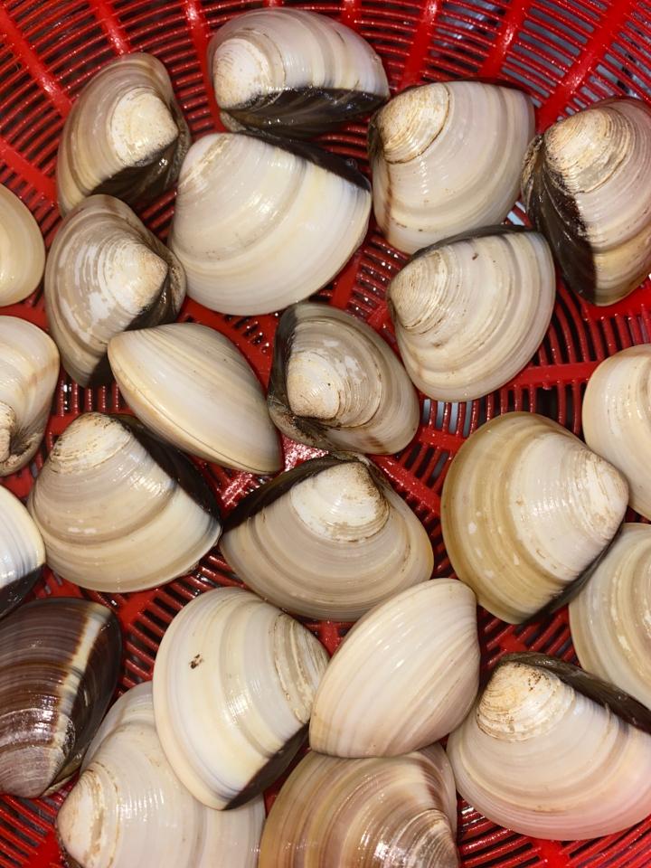 ngao trắng-duoc-ban-tai-Ốc nàng dâu