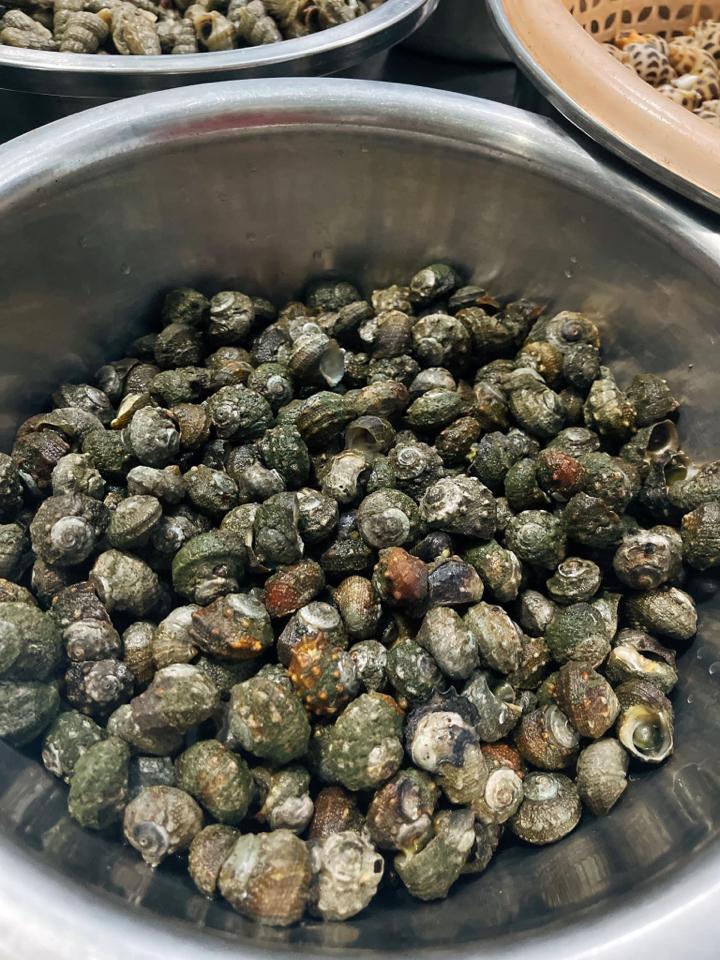 ốc đá-duoc-ban-tai-Ốc nàng dâu