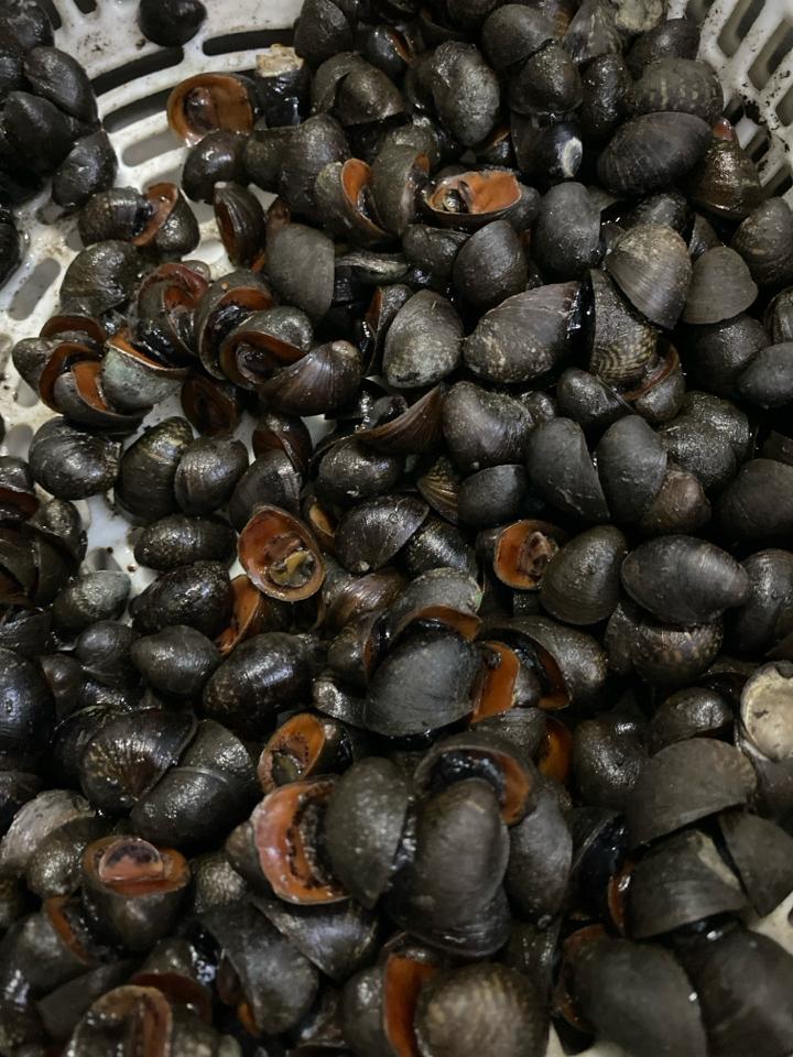 đỏ môi-duoc-ban-tai-Ốc nàng dâu