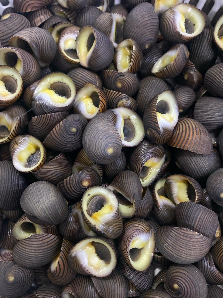 đĩa to-duoc-ban-tai-Ốc nàng dâu