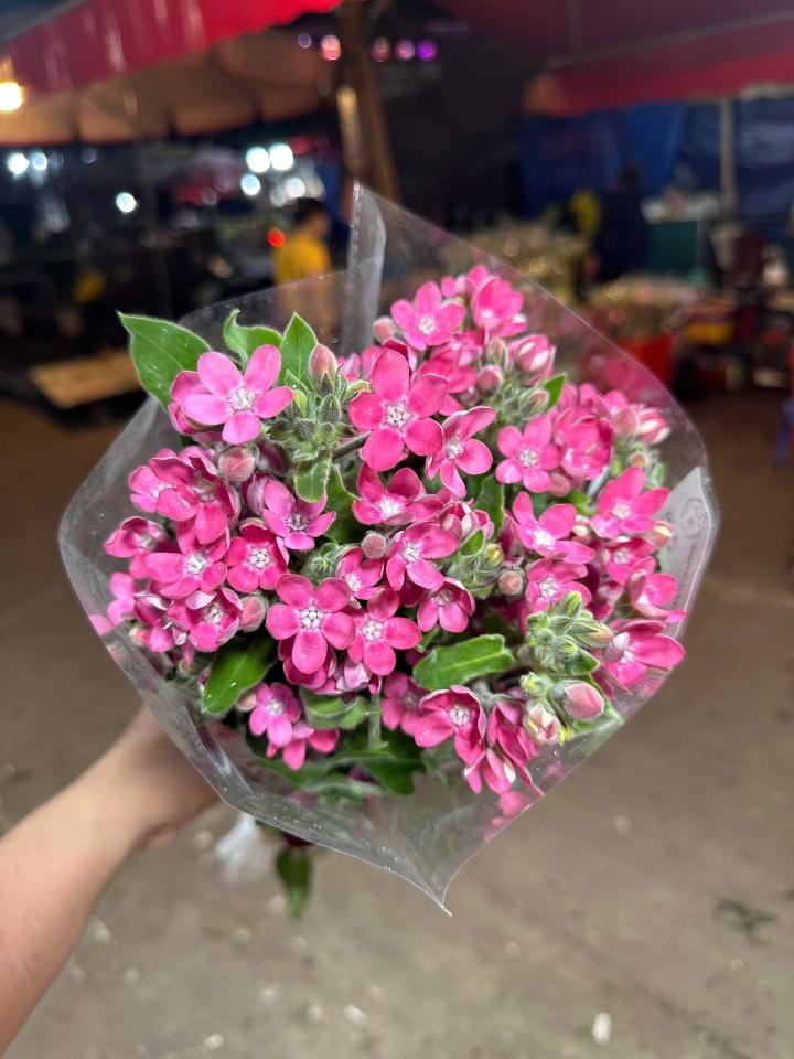 Sao Hồng-duoc-ban-tai-Tiệm hoa nhà tình