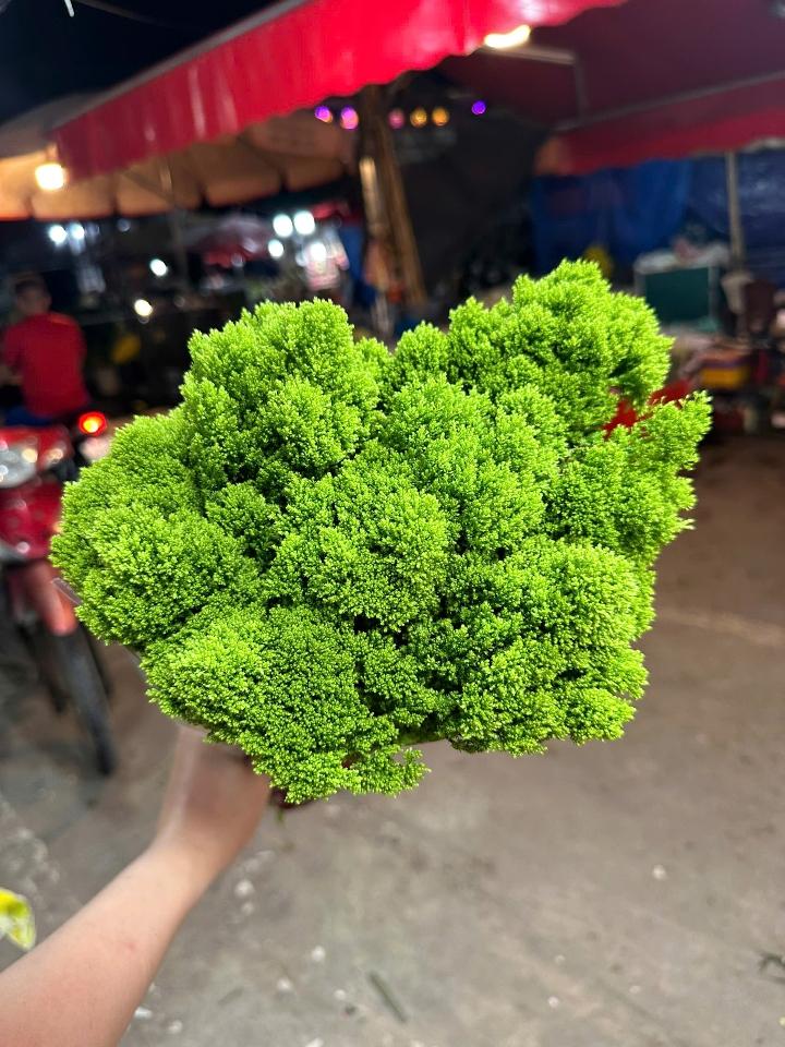 Rêu Xanh-duoc-ban-tai-Tiệm hoa nhà tình