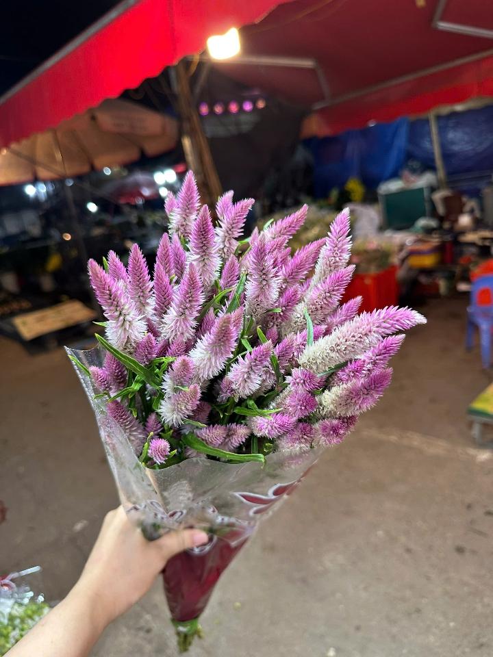 Đuôi thỏ -duoc-ban-tai-Tiệm hoa nhà tình