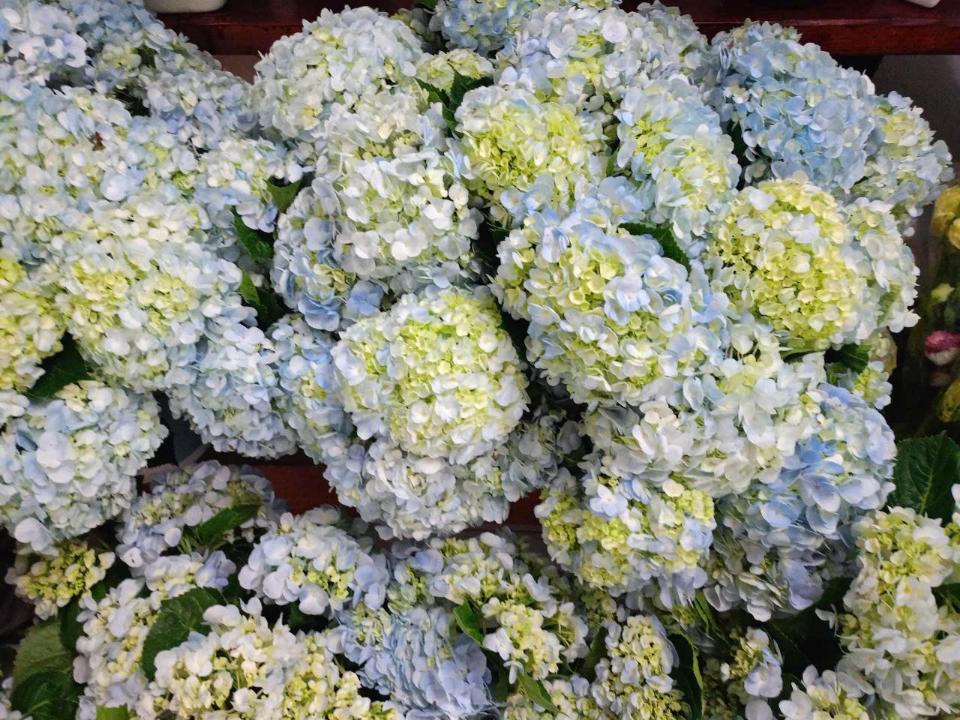 Cẩm Tú Cầu -duoc-ban-tai-Tiệm hoa nhà tình