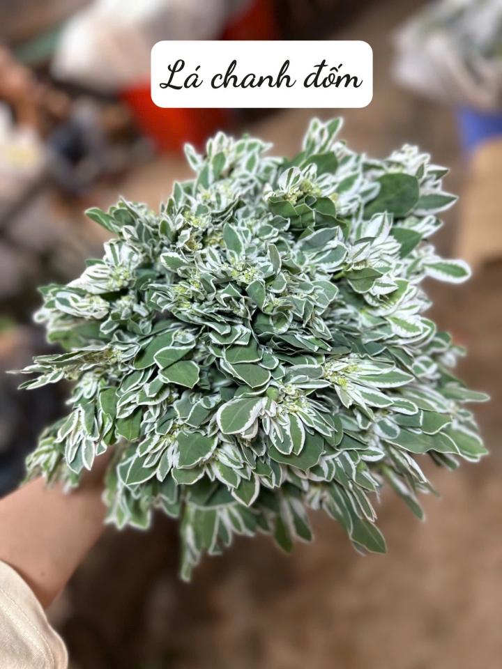 Lá đốm-duoc-ban-tai-Tiệm hoa nhà tình