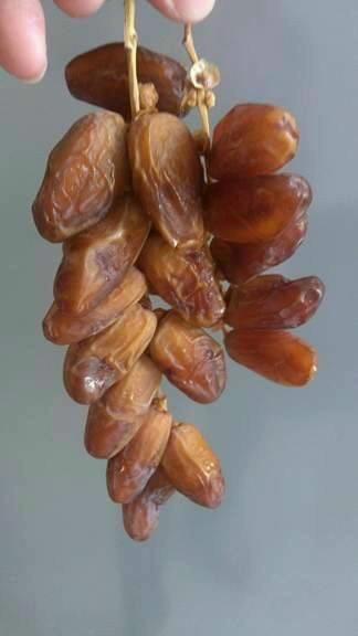 Chà là nguyên cành Tunisia 500g-duoc-ban-tai-Tạp hóa Thủy xinh