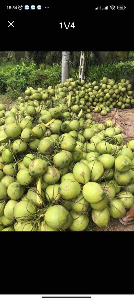 Dừa xiêm uống nước -duoc-ban-tai-Tổng kho tẩy rửa KINGKONG, Ailla, Drc, Dr. Natro,…và các sp khác