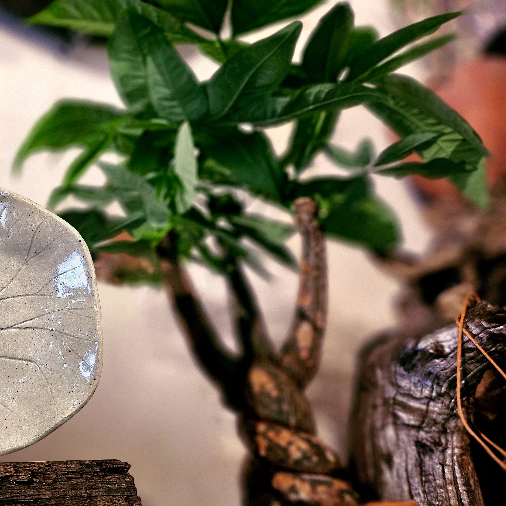 Đĩa lá sen trắng-duoc-ban-tai-Komorebi Pottery