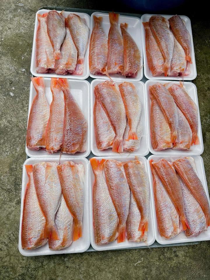 Cá phèn tươi-duoc-ban-tai-HẢI SẢN CẨM