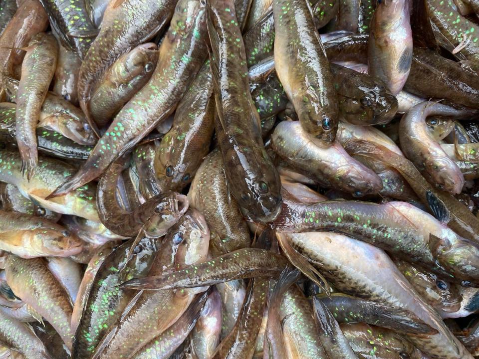 Cá bống biển làm sạch-duoc-ban-tai-HẢI SẢN CẨM