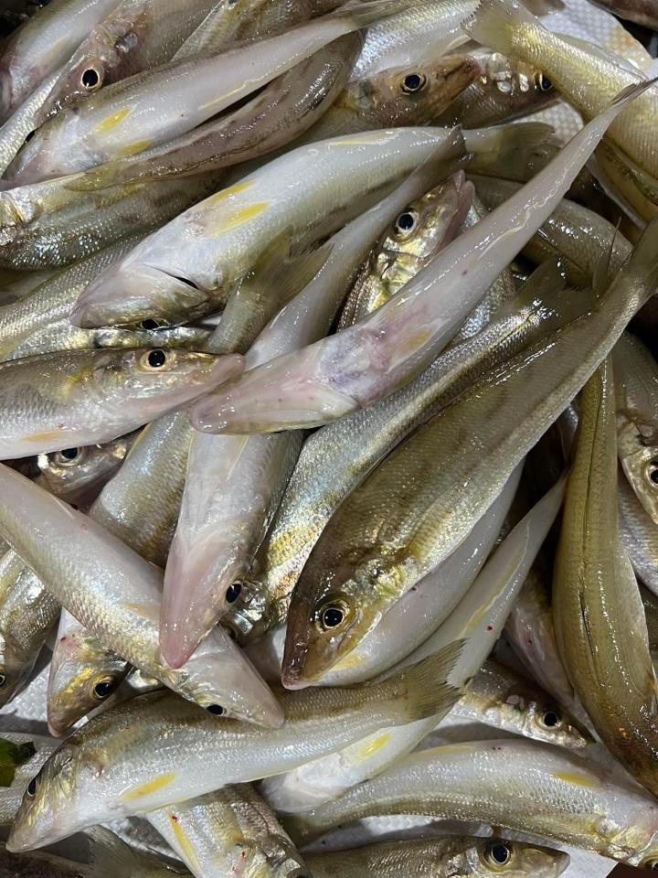 cá đục tươi-duoc-ban-tai-HẢI SẢN CẨM