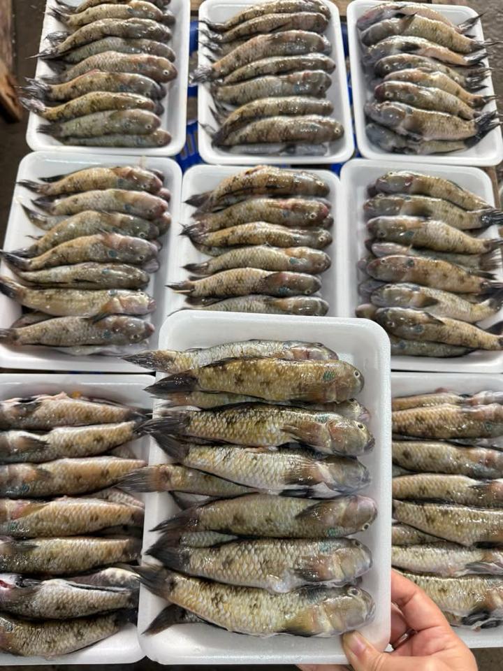 Cá bống biển làm sạch-duoc-ban-tai-HẢI SẢN CẨM