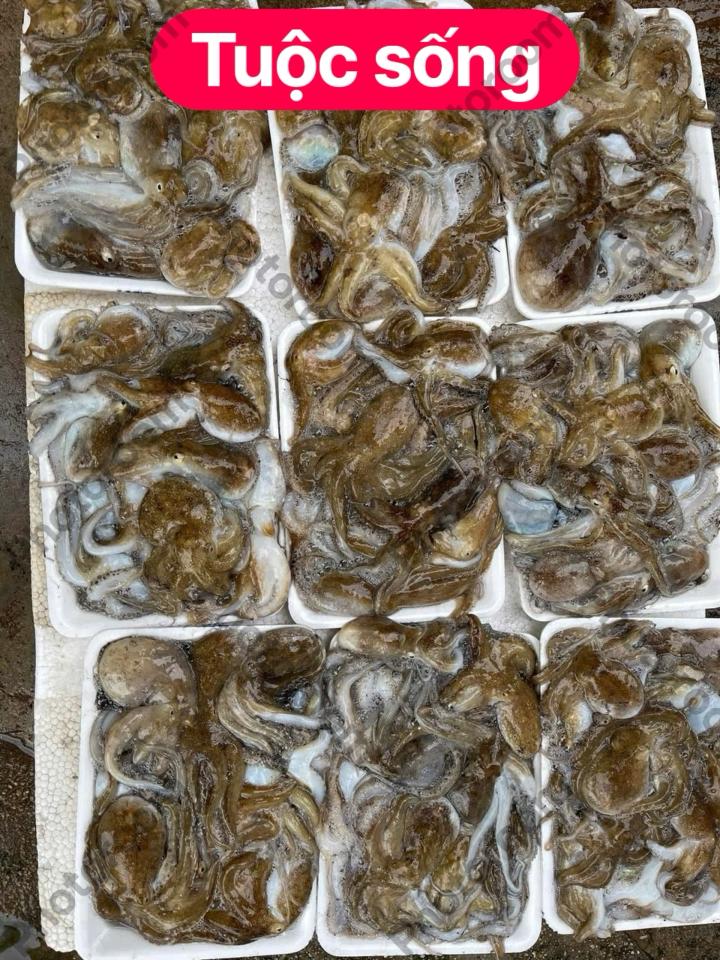 Tuộc sống-duoc-ban-tai-HẢI SẢN CẨM