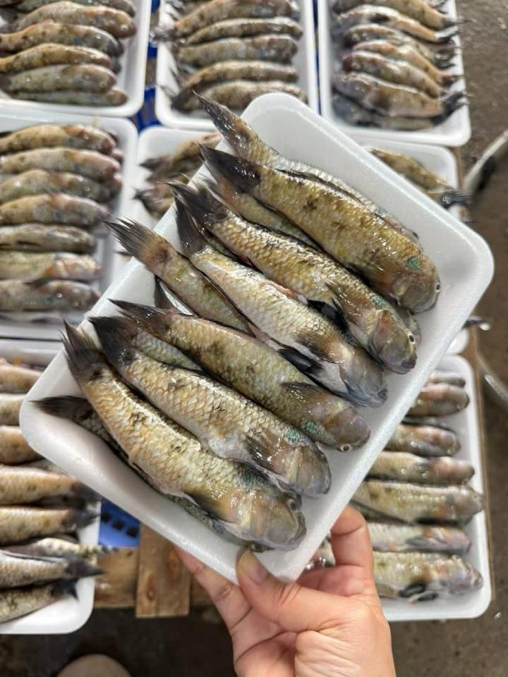 Cá bống biển làm sạch-duoc-ban-tai-HẢI SẢN CẨM