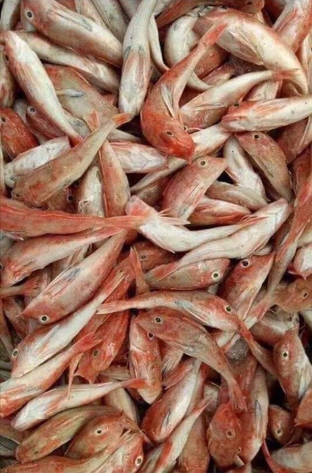 Cá đùi gà 1 nắng-duoc-ban-tai-HẢI SẢN CẨM