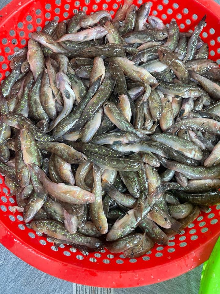 Cá bống biển làm sạch-duoc-ban-tai-HẢI SẢN CẨM