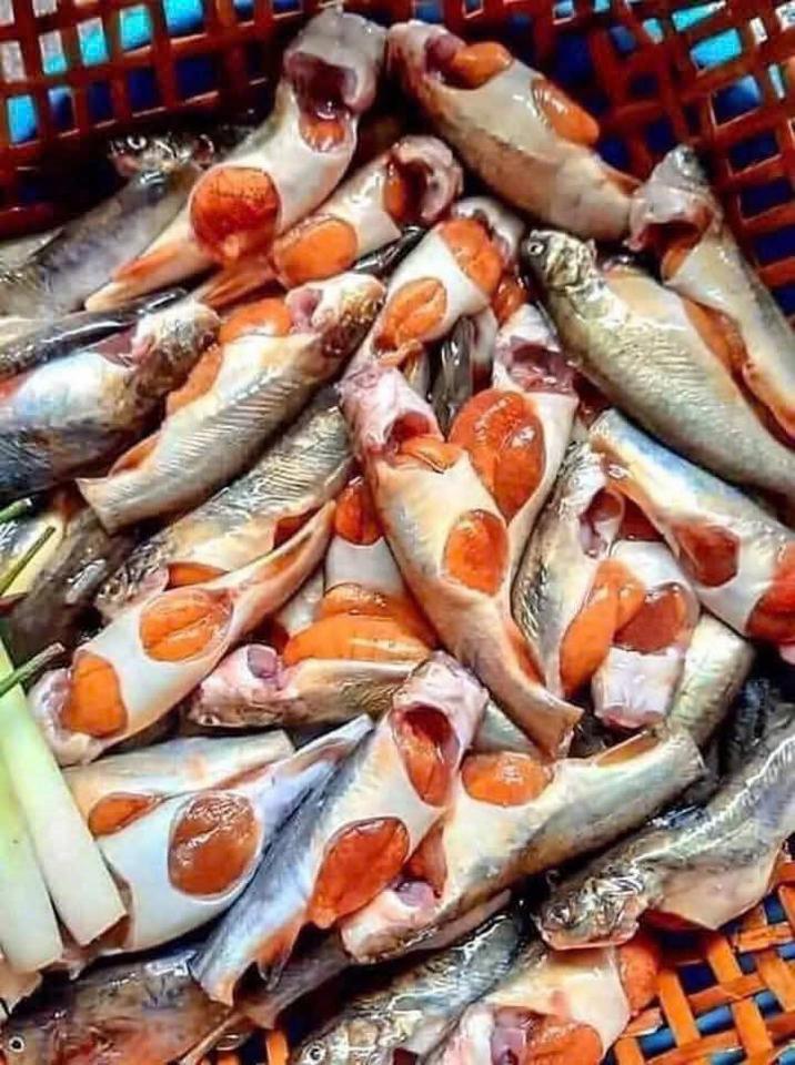 Cá chốt trứng -duoc-ban-tai-HẢI SẢN CẨM