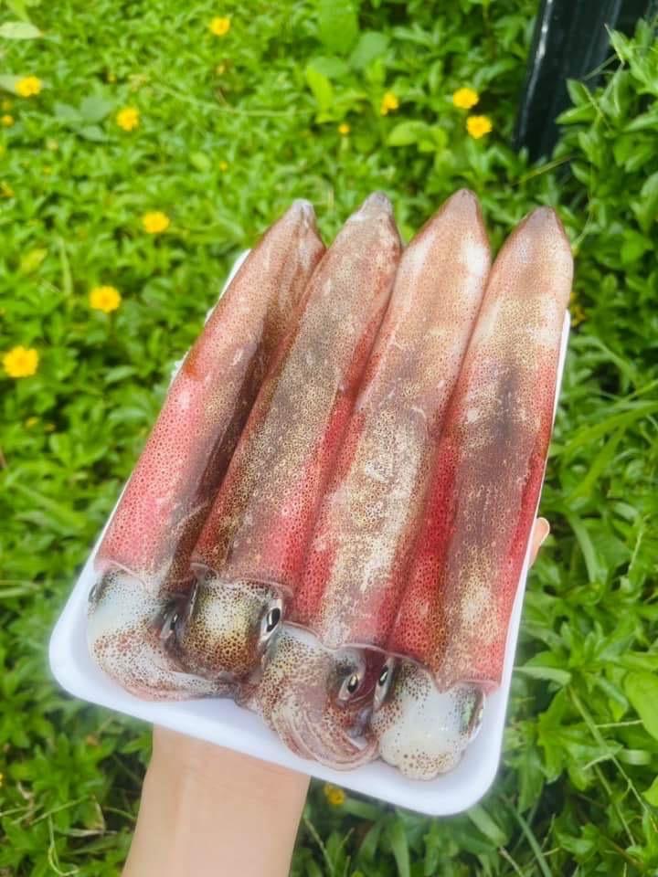 mực ống 1 (10-14con/kg)-duoc-ban-tai-HẢI SẢN CẨM