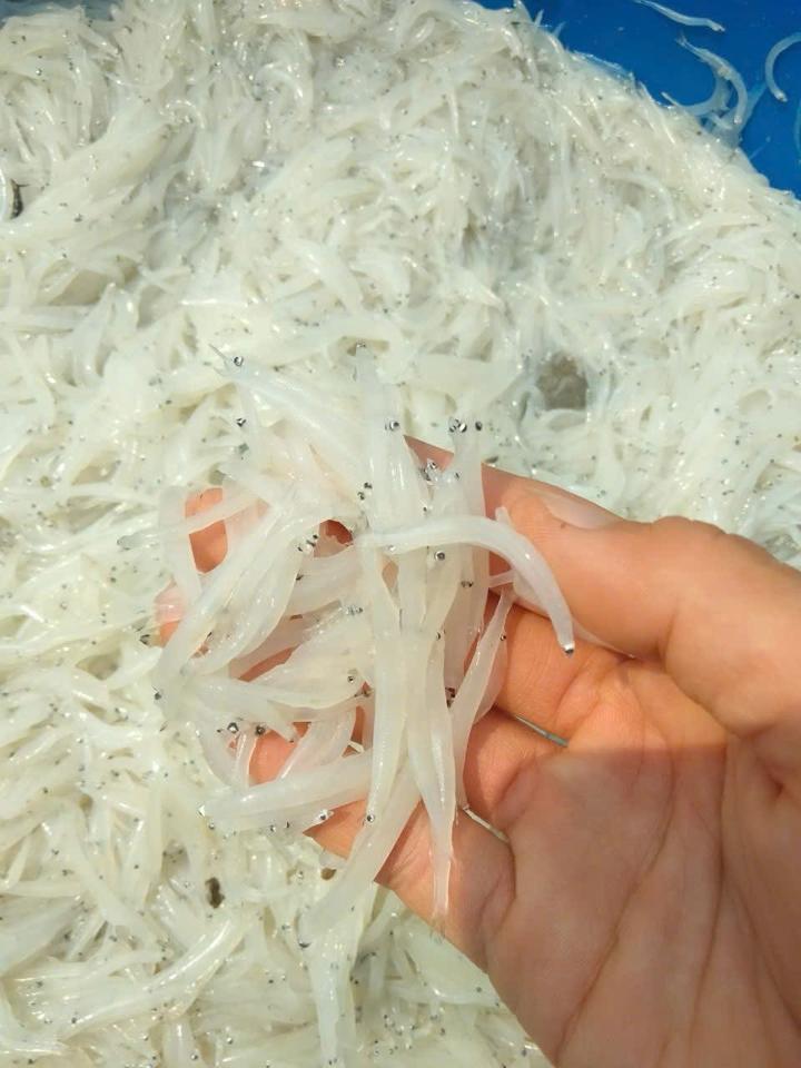 Cá ngần tươi-duoc-ban-tai-HẢI SẢN CẨM