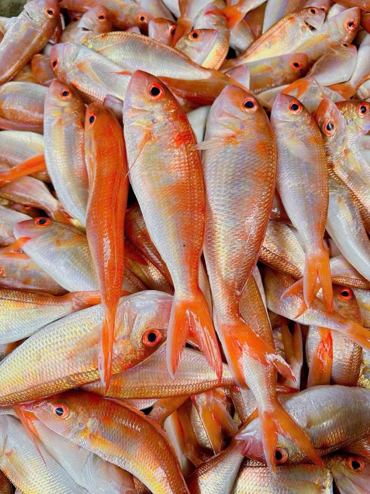 Cá phèn tươi-duoc-ban-tai-HẢI SẢN CẨM