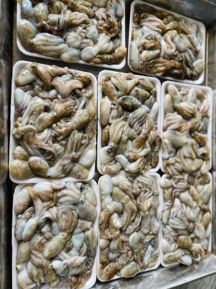 Bạch tuộc mini-duoc-ban-tai-HẢI SẢN CẨM