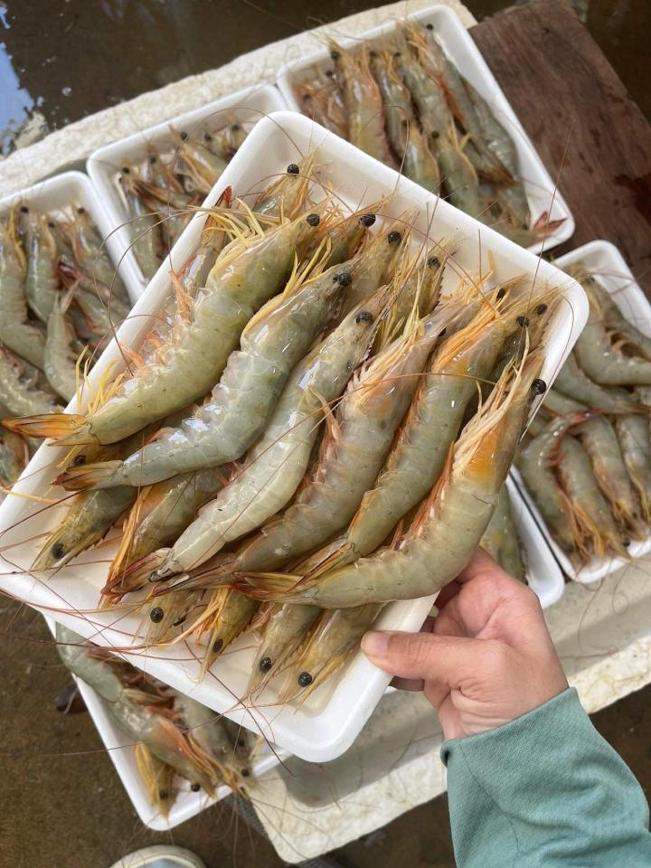 tôm he s40-50c/kg-duoc-ban-tai-HẢI SẢN CẨM