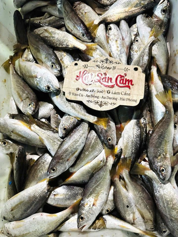 cá đù tươi-duoc-ban-tai-HẢI SẢN CẨM