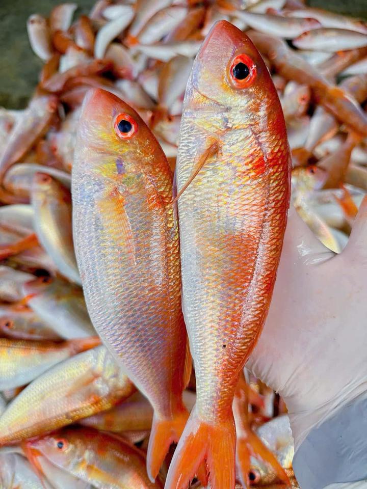Cá phèn tươi-duoc-ban-tai-HẢI SẢN CẨM
