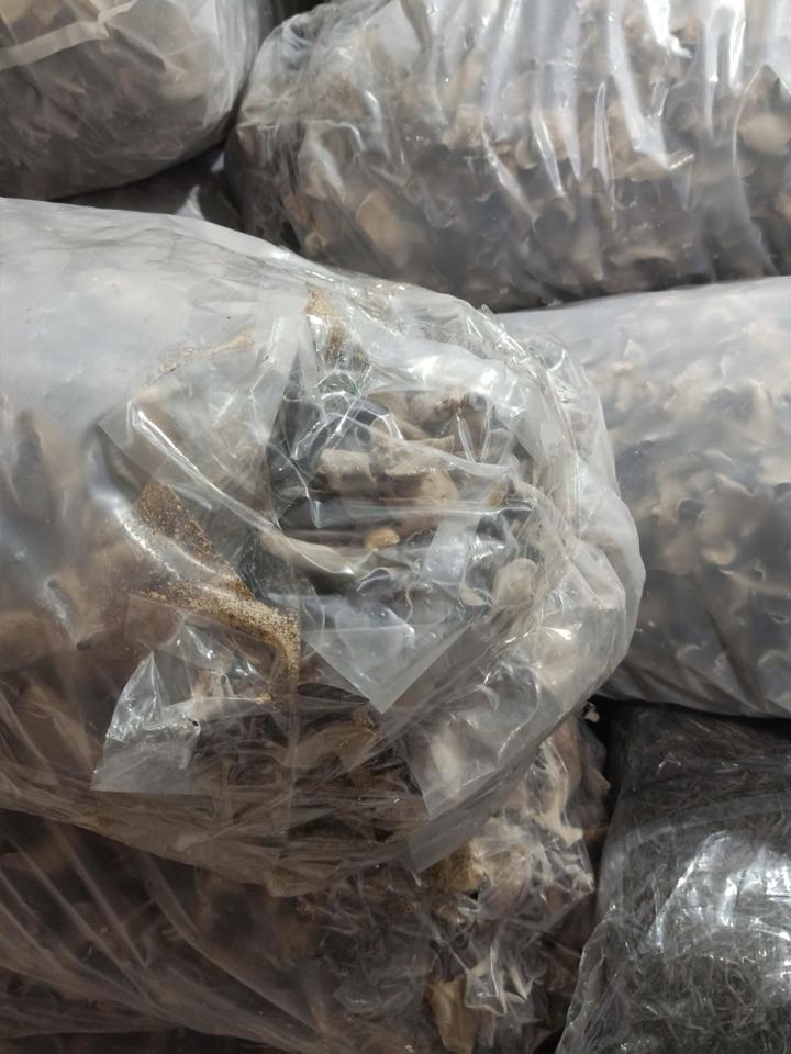 Mèo gốc long Khánh -duoc-ban-tai-50/77