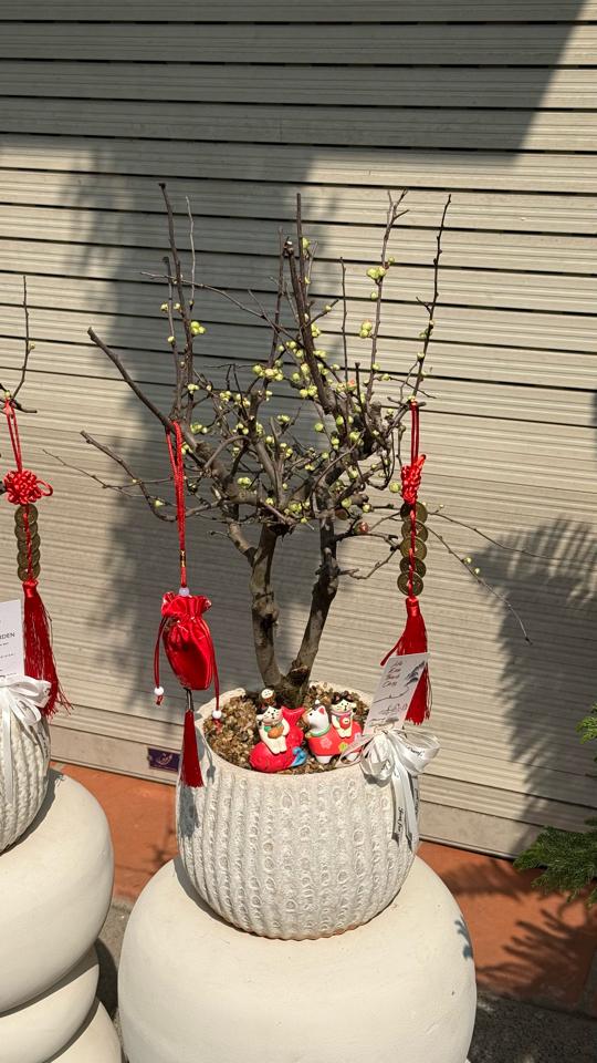 Hồng mai Atlantic bí ngô 2-duoc-ban-tai-Zerõ Garden - Sống Xanh Sống An Lành