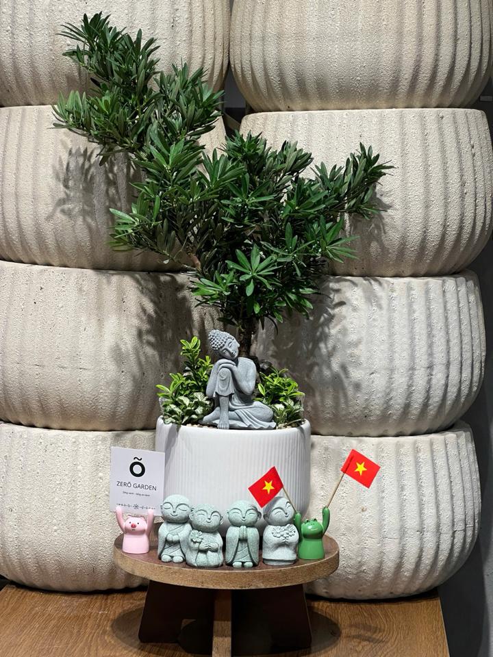 TC Tùng la hán Trụ 3 chân -duoc-ban-tai-Zerõ Garden - Sống Xanh Sống An Lành