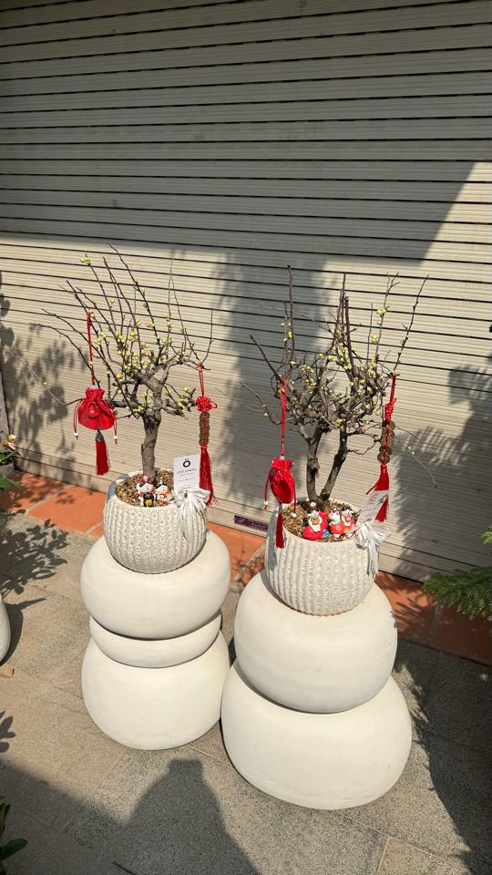 Hồng mai Atlantic bí ngô 2-duoc-ban-tai-Zerõ Garden - Sống Xanh Sống An Lành