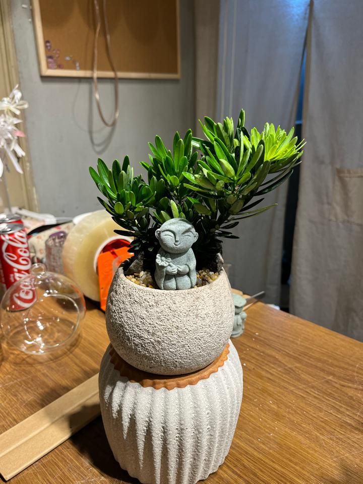 Tùng la hán Atlantic hạt dẻ 8cm-duoc-ban-tai-Zerõ Garden - Sống Xanh Sống An Lành