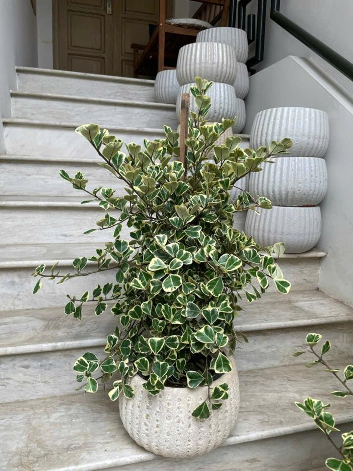 Bàng tim Atlantic -duoc-ban-tai-Zerõ Garden - Sống Xanh Sống An Lành