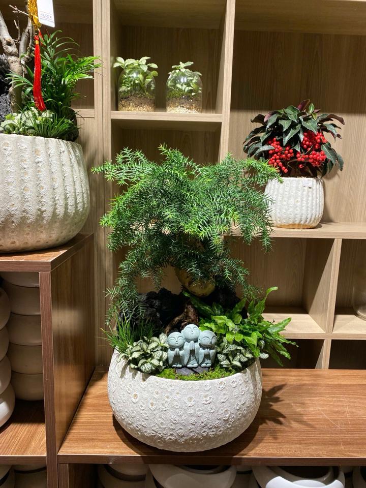 TC Tùng xương cá Atlantic hạt dẻ L-duoc-ban-tai-Zerõ Garden - Sống Xanh Sống An Lành