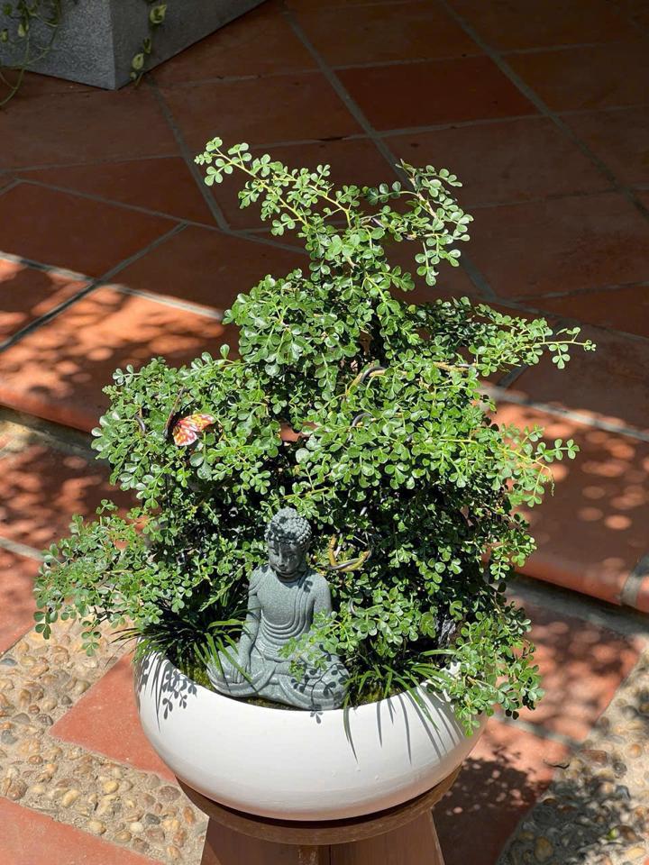 TC Cần thăng bonsai Mochi L-duoc-ban-tai-Zerõ Garden - Sống Xanh Sống An Lành