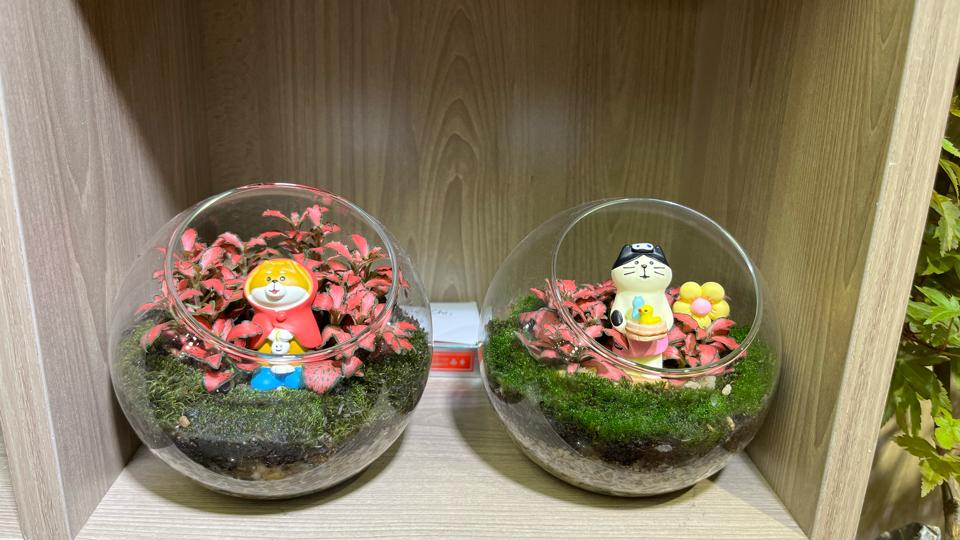 Terrarium Cẩm nhung tròn 12cm-duoc-ban-tai-Zerõ Garden - Sống Xanh Sống An Lành