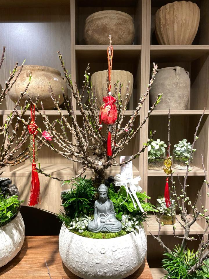 Đào tiến vua Atlantic hạt dẻ-duoc-ban-tai-Zerõ Garden - Sống Xanh Sống An Lành