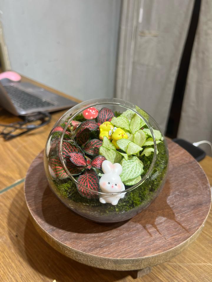 Terrarium Cẩm nhung tròn 12cm-duoc-ban-tai-Zerõ Garden - Sống Xanh Sống An Lành
