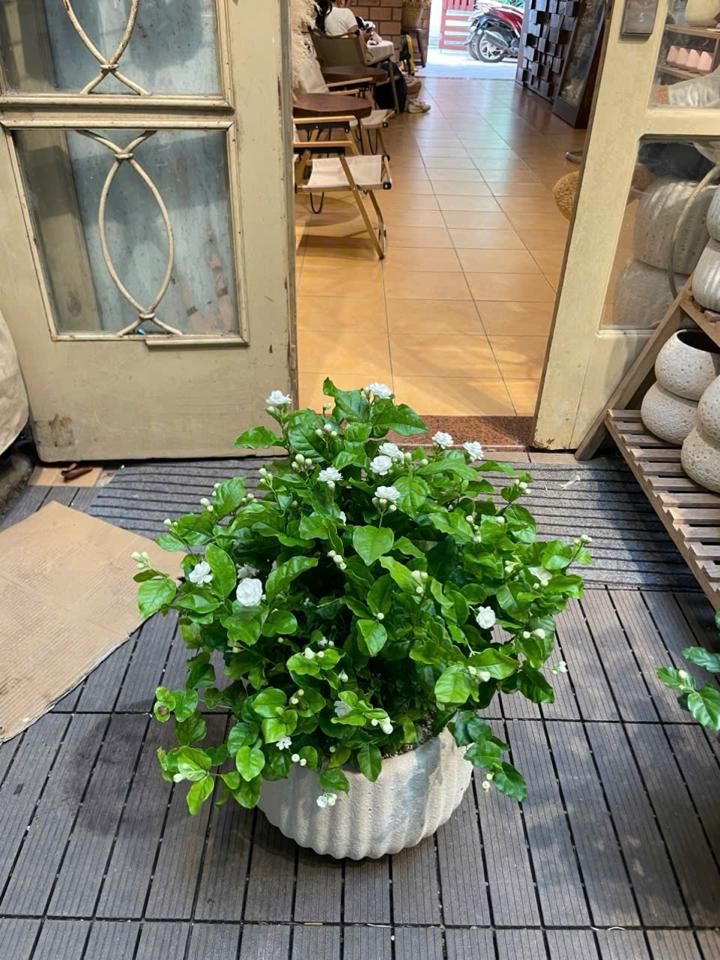 Nhài Atlantic bí ngô Bigsize-duoc-ban-tai-Zerõ Garden - Sống Xanh Sống An Lành