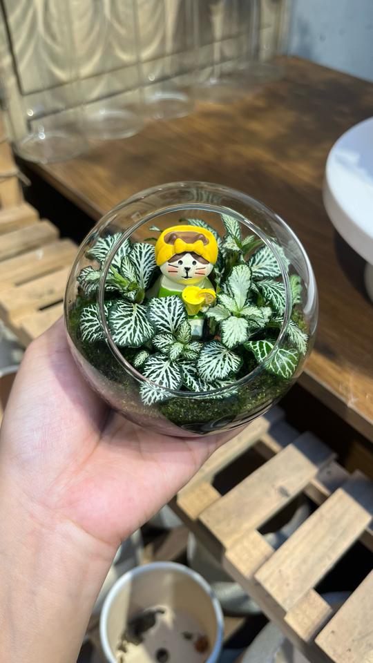 Terrarium Cẩm nhung tròn 12cm-duoc-ban-tai-Zerõ Garden - Sống Xanh Sống An Lành