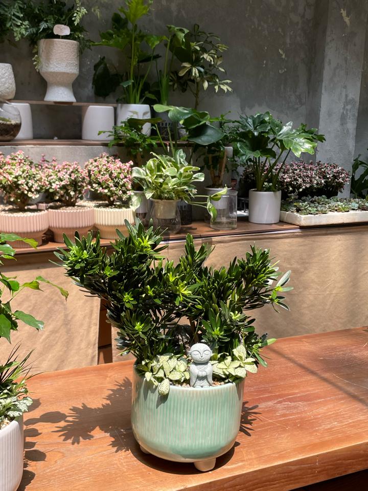 TC Tùng la hán Trụ 3 chân -duoc-ban-tai-Zerõ Garden - Sống Xanh Sống An Lành