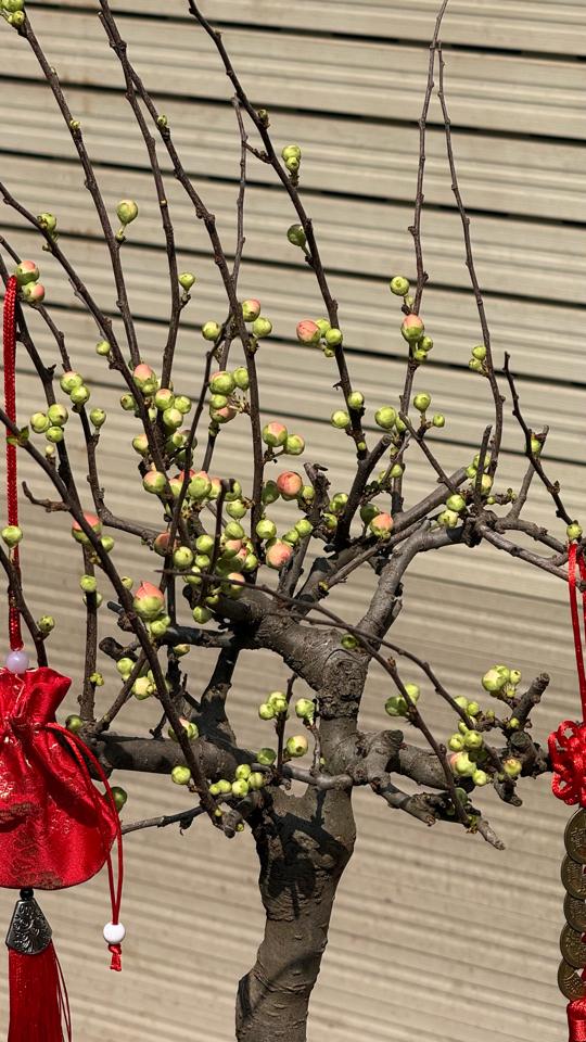 Hồng mai Atlantic bí ngô 2-duoc-ban-tai-Zerõ Garden - Sống Xanh Sống An Lành