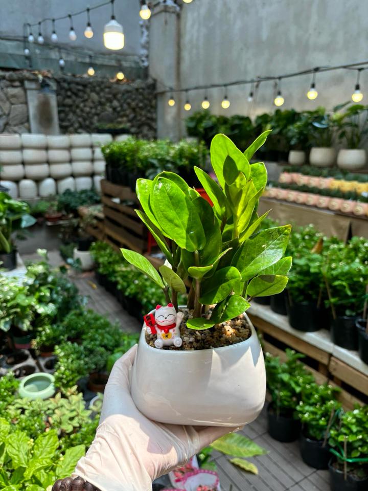 Kim tiền Trụ méo-duoc-ban-tai-Zerõ Garden - Sống Xanh Sống An Lành