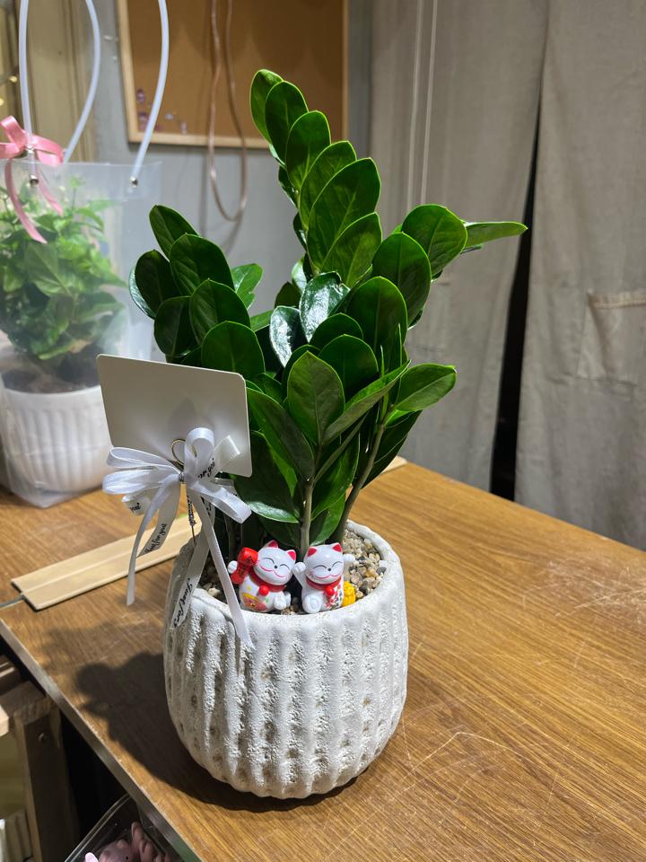 Kim tiền Atlantic bí ngô M 13cm -duoc-ban-tai-Zerõ Garden - Sống Xanh Sống An Lành
