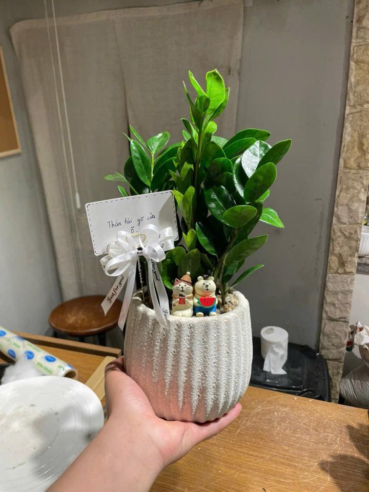 Kim tiền Atlantic bí ngô M 13cm -duoc-ban-tai-Zerõ Garden - Sống Xanh Sống An Lành