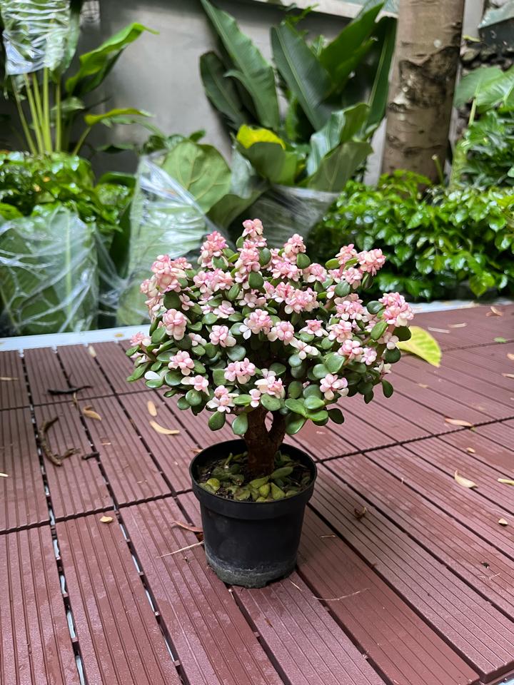 Dolla cổ thụ T40-duoc-ban-tai-Zerõ Garden - Sống Xanh Sống An Lành