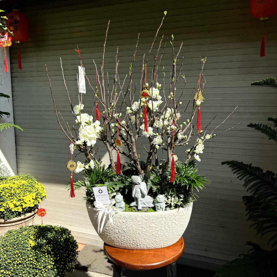 Nhất Chi Mai Bạch Khai Tuế L-duoc-ban-tai-Zerõ Garden - Sống Xanh Sống An Lành