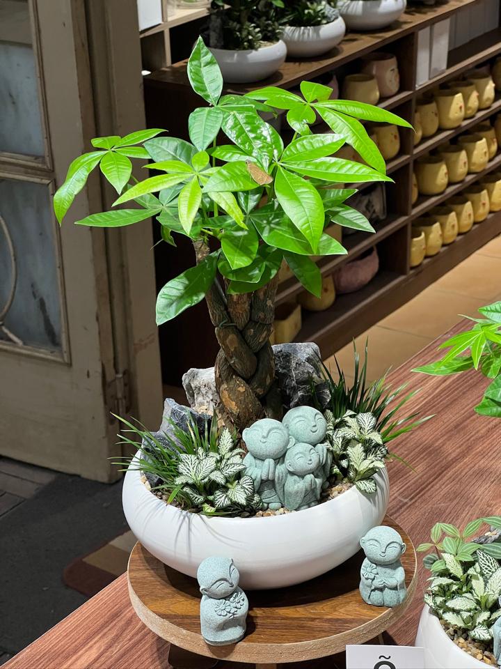 TC Kim ngân xoắn Mochi size L-duoc-ban-tai-Zerõ Garden - Sống Xanh Sống An Lành