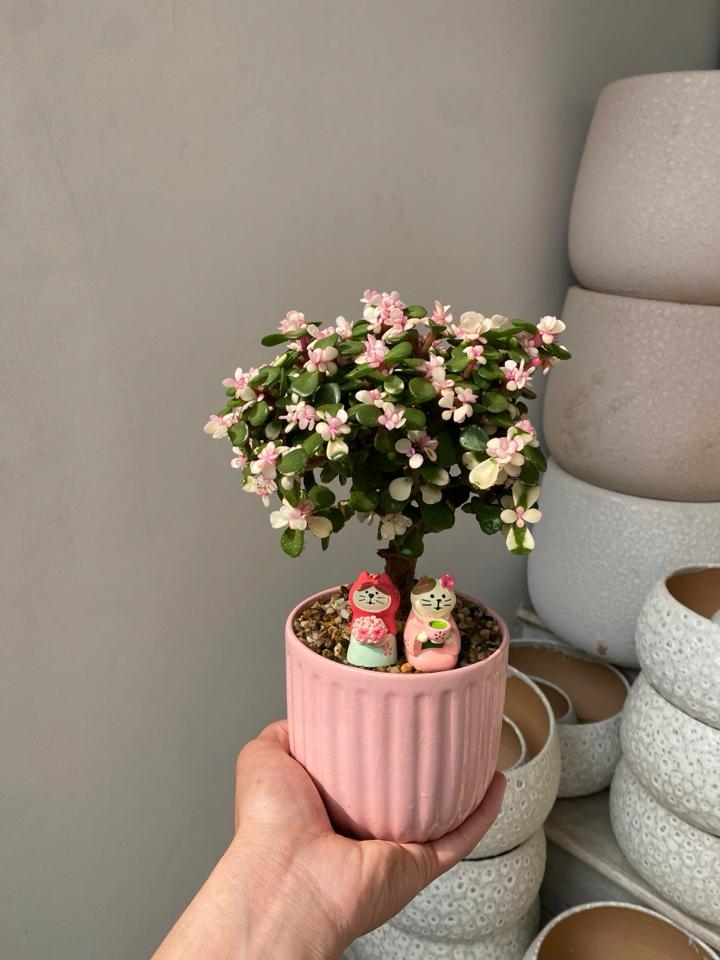 Dolla cổ thụ Mochi-duoc-ban-tai-Zerõ Garden - Sống Xanh Sống An Lành